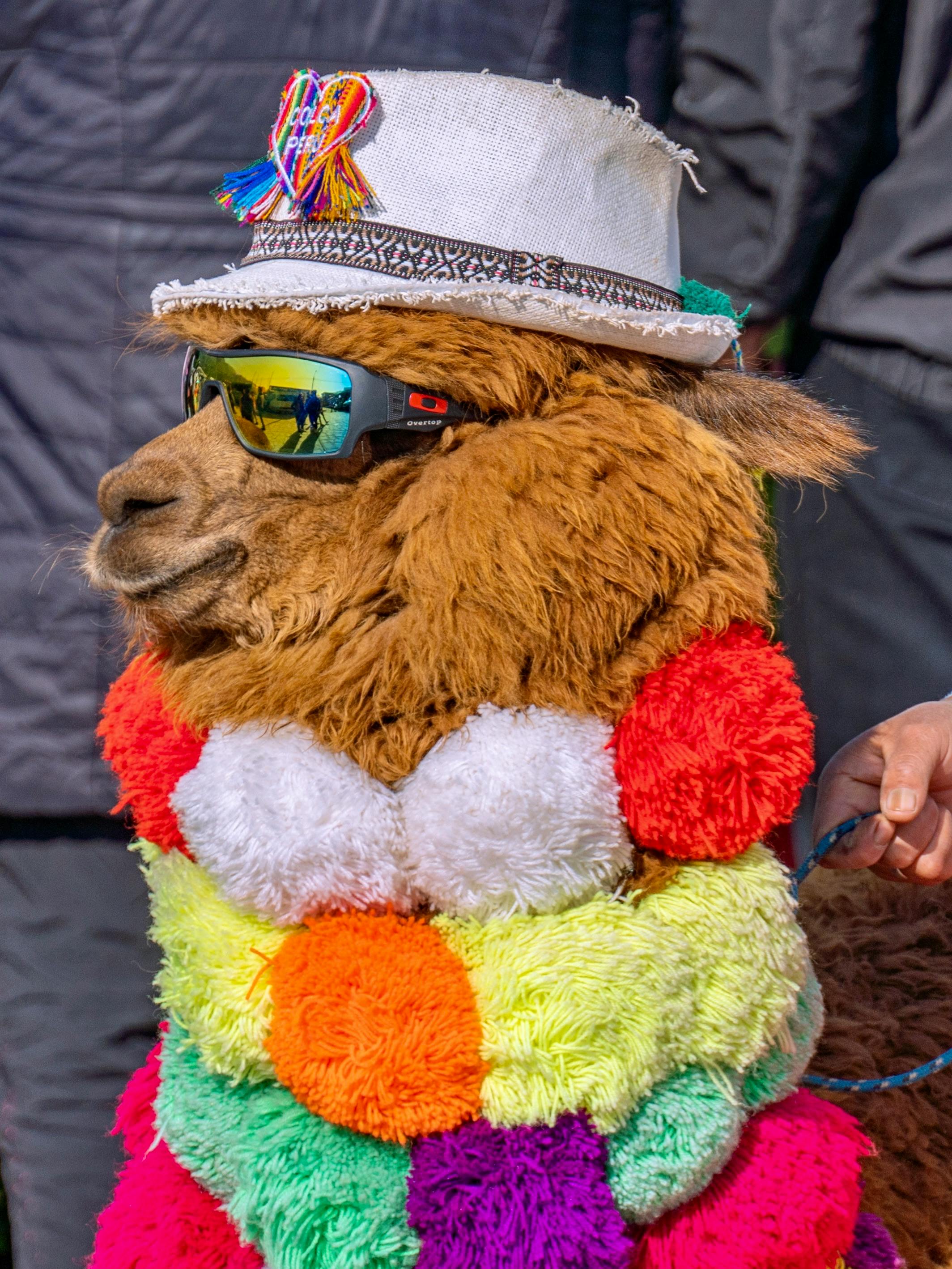 pexels-daniel-reynaga-337914704-27054108